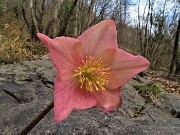 84 Elleboro rosso in fiore